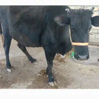 گاو محلی آبستن|حیوانات مزرعه|هرسین, |دیوار