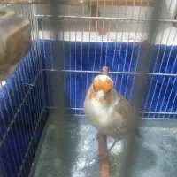 سهره قناری ابلق