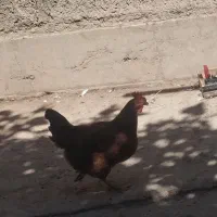 مرغ مهلی اصل
