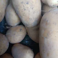 سیب زمینی و پیاز تحویل درب منزل