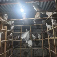 کفتر