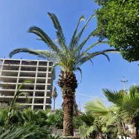 فونیکس ۴ متری