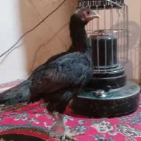 یک عدد مرغ لاری فروشی