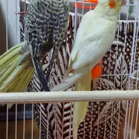 عروس هلندی (نر و ماده)