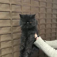 گربه پرشین دونه ای ۵ با وسایل