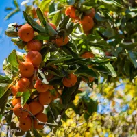 اجاره خرمالوی یک هکتار باغ خرمالو مرغوب|عمدهفروشی|کوار, |دیوار