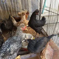 جوجه  های  سر حال و  واکسن  خورده