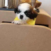 شیتزو سوپر فلت|سگ|تهران, جنتآباد جنوبی|دیوار