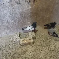 فروش