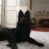 ژرمن بلک جهت کشش|سگ|شیراز, امام حسین|دیوار