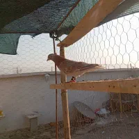 پرنده رنگی دم سفید