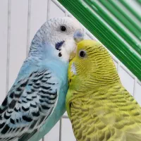 مرغ عشق|پرنده|مریوان, |دیوار