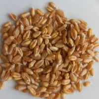 گندم آبی درجه یک