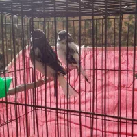 قناری گلاستراورجینال