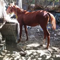 اسب مادیان دره شوری