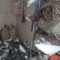 کبوتر کفتر|پرنده|محمدشهر, ولدآباد|دیوار