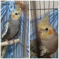 دو جوجه عروس هلندی نژاد گل باقالی‌