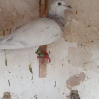 کبوتر هفرنگ پرشی ضربه به شرط پرش نر|پرنده|سبزوار, فرهنگیان|دیوار