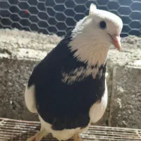 کبوتر طوقی ماده واکسی