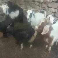 کهره نر