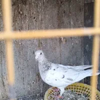 کبوتر|پرنده|تربت‌حیدریه, باغ سلطانی|دیوار