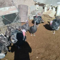 بوقلمون نر و ماده|حیوانات مزرعه|یزد, |دیوار