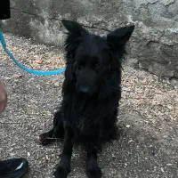 سگ پیدا شده ژرمن بلک ماده