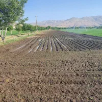 فروش یک قطعه زمین کشاورزی آبی به مساحت 31000 متر|فروش دفتر صنعتی، کشاورزی، تجاری|قلقل رود, |دیوار