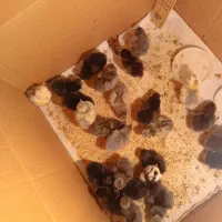 جوجه گلین و پولند