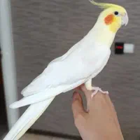 جفت عروس هلندی نر و ماده مولد سخنگو|پرنده|تهران, مسعودیه|دیوار