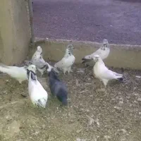 کفتر|پرنده|ساروق, |دیوار