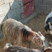 ۲ عددبزابست|حیوانات مزرعه|شاهرود, |دیوار