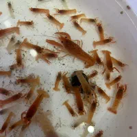 ماهی فایتر لا.بستر برای عید