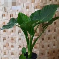 گل زیبای بابا آدم . بزرگ و پربرگ. یوکا . برگ عبایی