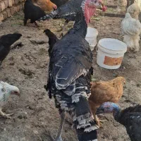 پنج تا بوقلمون ماده و یک مرغ و خروس برهما|حیوانات مزرعه|ساوه, |دیوار