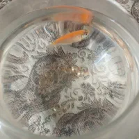 ماهی