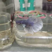 ماهی فایتر بیگ ایر|ماهی|ساری, |دیوار