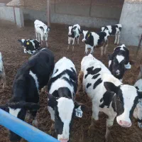 گوساله نر|حیوانات مزرعه|نیشابور, فضل|دیوار