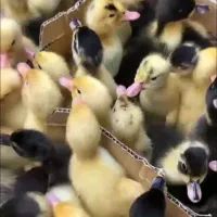 جوجه اردک|حیوانات مزرعه|قم, شهرک مهدیه (مدرس)|دیوار