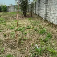 گلسار/زمین نقلی 135mسند دار/مسکونی/مجوز ساخت 3طبقه