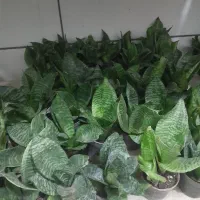 گل آپارتمانی با قیمت مناسب|گل و گیاه طبیعی|بیرجند, |دیوار