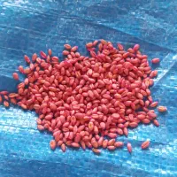 گندم آبی بذری پیشگان