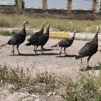 بوقلمون