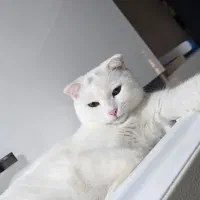 گربه اسکاتیش