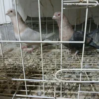 نرماده موشی درجه یک