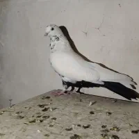 کبوتر دمبی