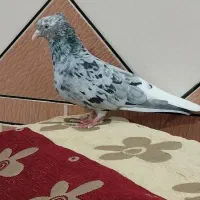 دوتا ماده.ودوتا اشعل نر