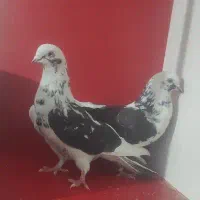 کبوتر دوجفت اوچان اویناق