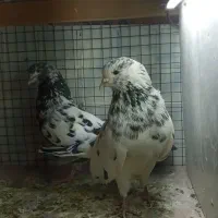 کبوتر|پرنده|رشت, قاسمیه|دیوار