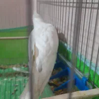 عروس هلندی البینو تکخال نرمست اماده جفت معاوضه فقط